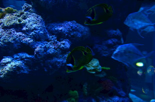 海底珊瑚与游动的热带鱼