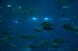 深海中游动的多彩鱼群