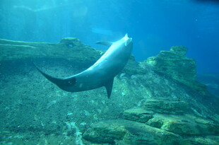 水中畅游的灵动海豚