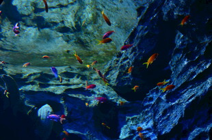 海底世界多彩鱼群景观