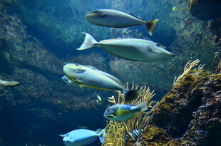 海底畅游的多彩鱼类