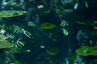 水下畅游的多彩热带鱼