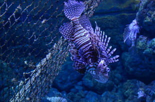 水中游动的美丽狮子鱼