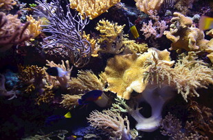 多彩海底珊瑚景观