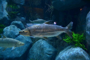 水族馆中的灵动鱼类