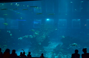 观赏大型水族馆奇妙景象