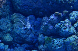 蓝色海底珊瑚景观