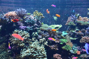 多彩海底世界的美丽珊瑚鱼