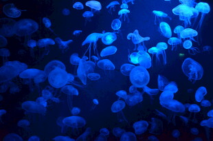 梦幻蓝色水母群