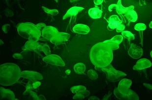 绿色水母群在水中游动