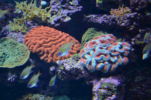 海底多彩珊瑚与群鱼