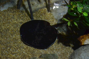 水族箱中的黑色魟鱼