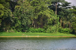 湖畔葱郁树林自然美景