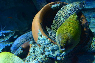 陶罐中的多彩海鳗