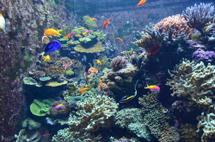 多彩海底世界的美丽景象