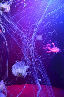 梦幻水母在水中优雅游动