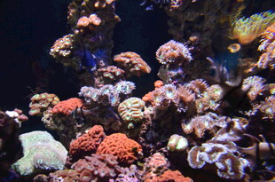 多彩海底珊瑚景观