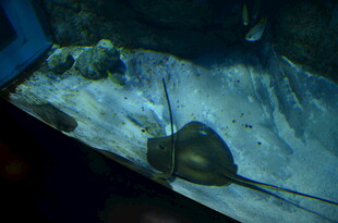 水族馆中的神秘魟鱼