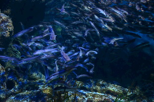 海底群鱼共舞的美妙景象