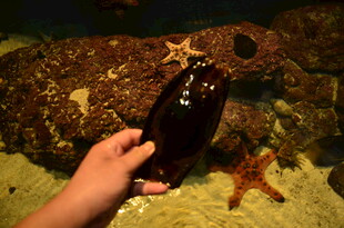 手捧海星于海底场景