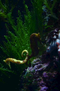 水中悠游的美丽海马