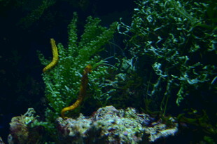 水族箱中的黄色海鳗