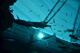 深海潜水员与群鱼共舞