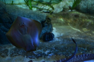 海底神秘生物与海蛇