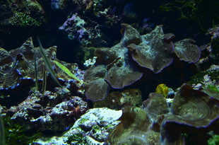 海底多彩珊瑚景观