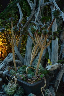 古朴盆景 尽显自然之韵