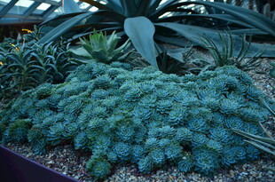 蓝绿色多肉植物景观