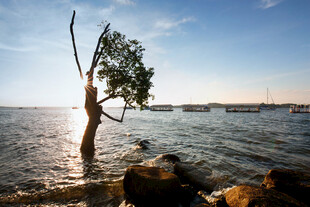 海边孤树迎日出美景