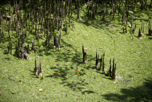 林间草地与树桩景观 新加坡