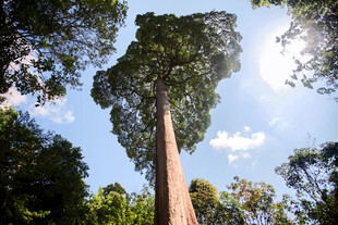 仰望参天巨树 绿意盎然 新加坡