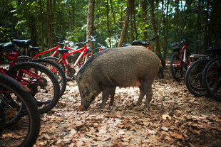 林间野猪与停放的自行车 新加坡