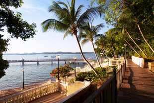 海滨椰林 新加坡