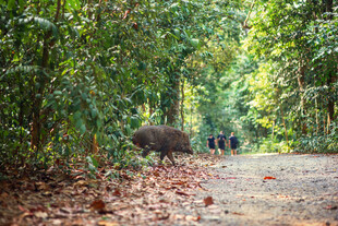 新加坡林间小道上的野猪群