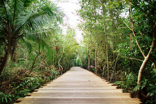 林间木栈道 绿意盎然