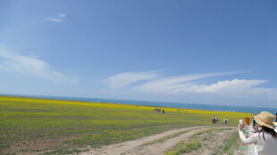 草原花海间的惬意瞬间