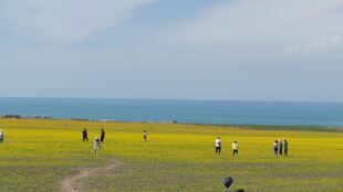 草原花海中人们惬意游玩