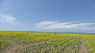 金黄油菜花田的美丽风光