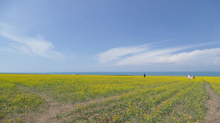 金黄油菜花田的美丽风光
