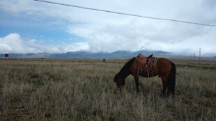 草原上低头吃草的骏马