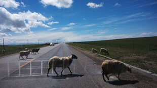草原公路上的羊群
