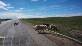 公路上的羊群