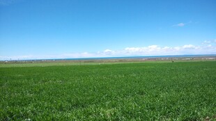 广袤绿野 蓝天之下的风光