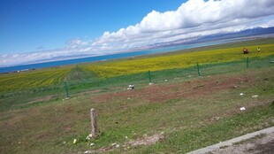 草原花海与蓝天美景