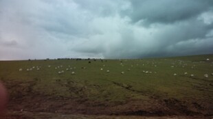 草原乌云下的羊群