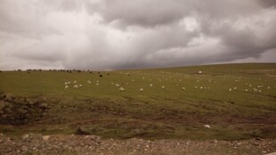 草原上的阴云与羊群