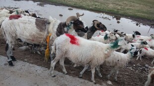 一群羊在户外聚集